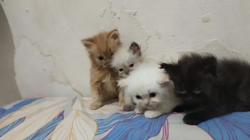 4 ekor kucing kitten anakan (3 persia, 1himalaya)