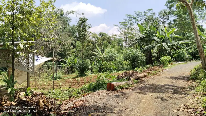 KEBUN DI PEDESAAN  DEKAT RUMAH WARGA   AKSES MOBIL