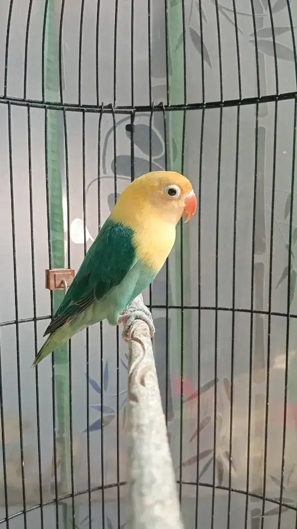 Lovebird Bio Aqua pb