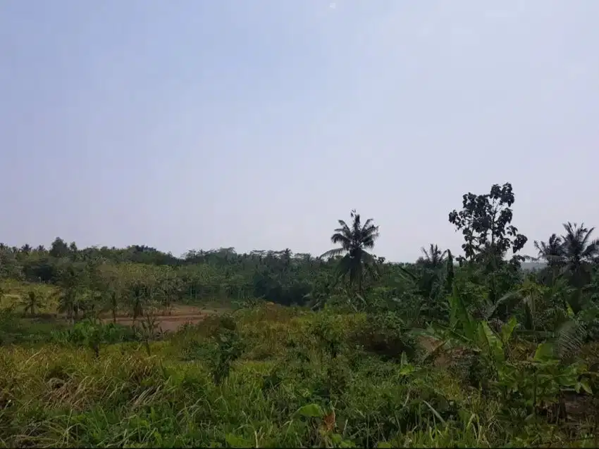 Dijual tanah kebun akses mobil dan mudah di Pandeglang, 34 Ha, 45 rb/m