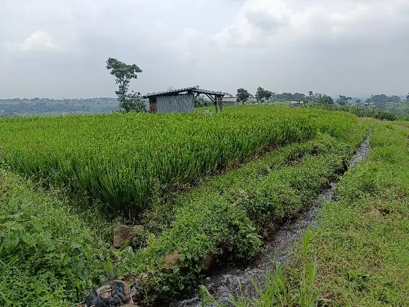 TANAH PACET TINGGI VIEW BAGUS