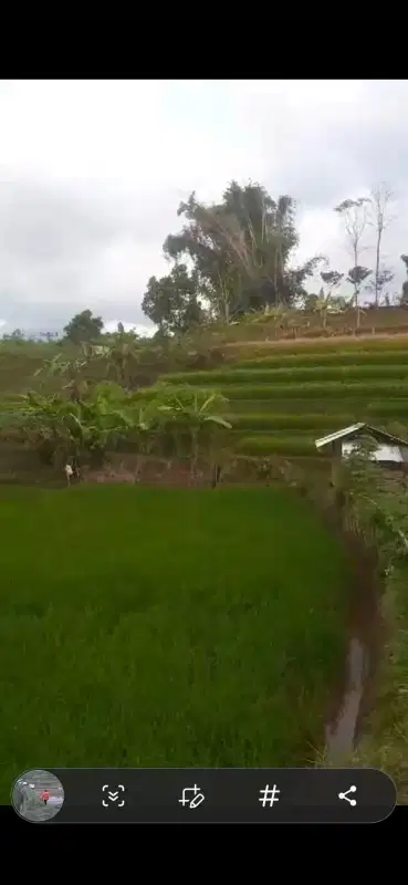 JUAL CEPAT SAWAH MURAH CIPARAY BANDUNG SELATAN