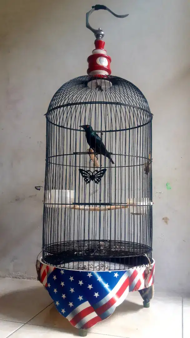 Jual Burung C.Keling Fullsed