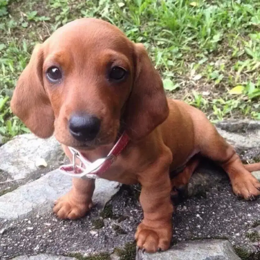 DIJUAL ANAK ANJING TEKEL/ DACHSHUND