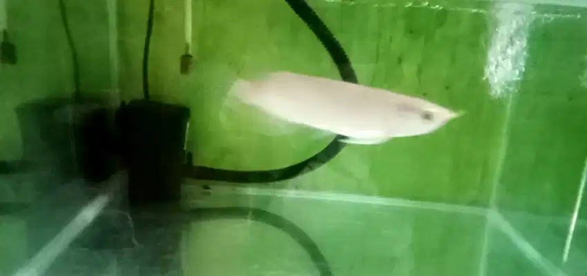 Aquarium fulset sama ikan nya