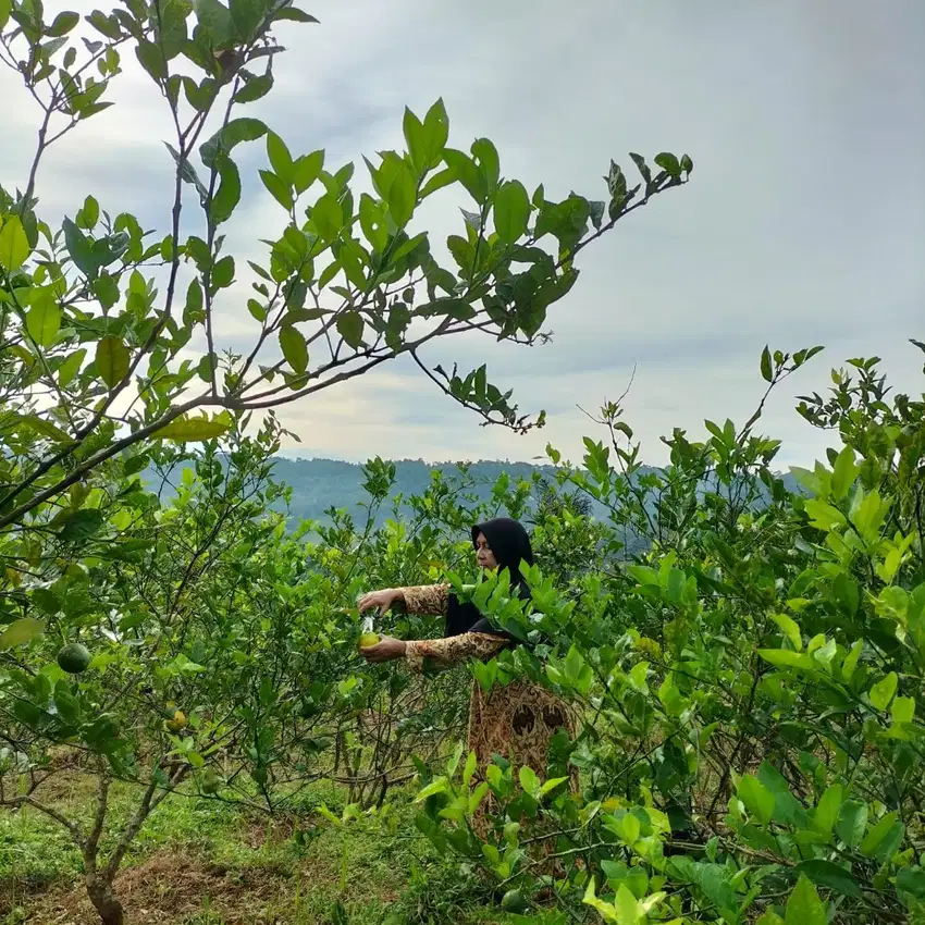 DIJUAL TANAH KEBON Murah , sejukndan Nyaman