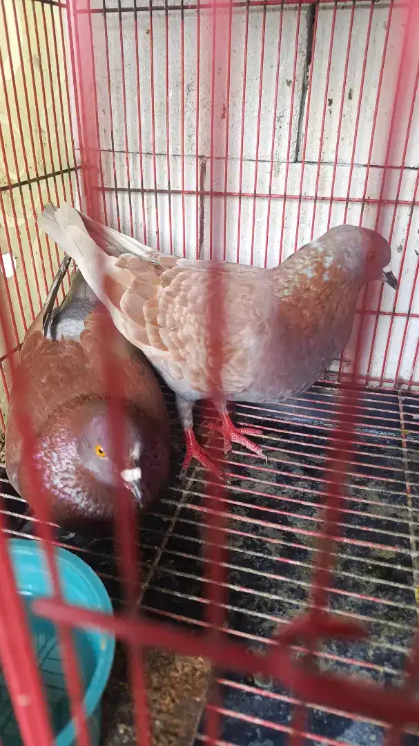 Burung merpati/ burung dara