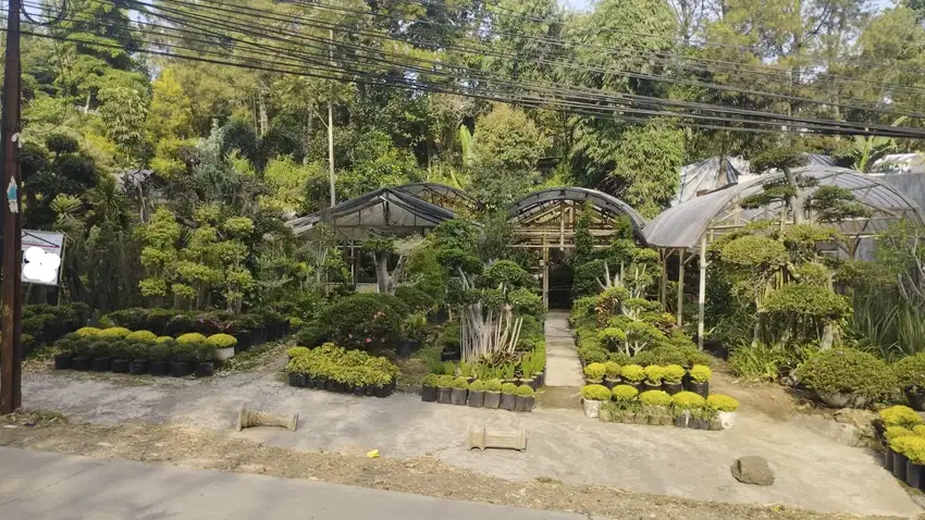 Tanah Luas di Jalan Sersan Bajuri Cihideung Parongpong Bandung Barat