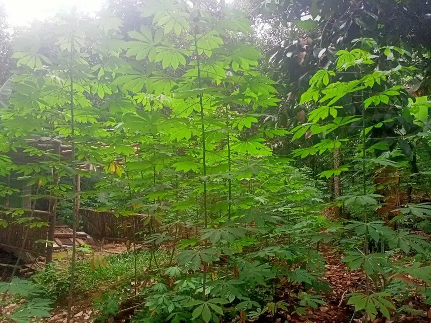 Tanah kebun manggis dan durian udah produktif hasil panen bagus