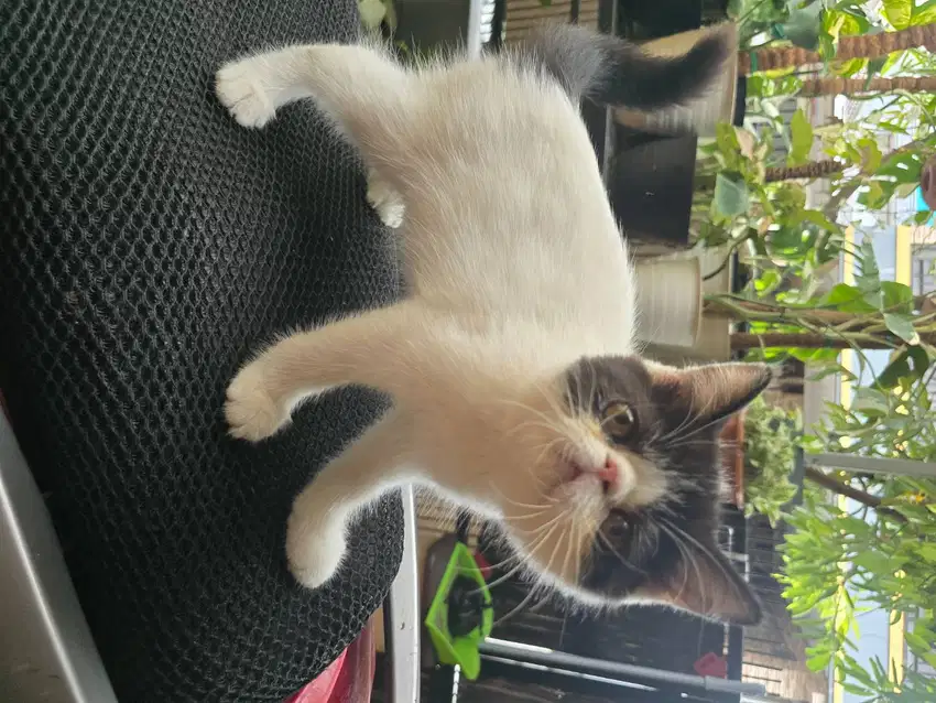 Kucing peaknose exotic