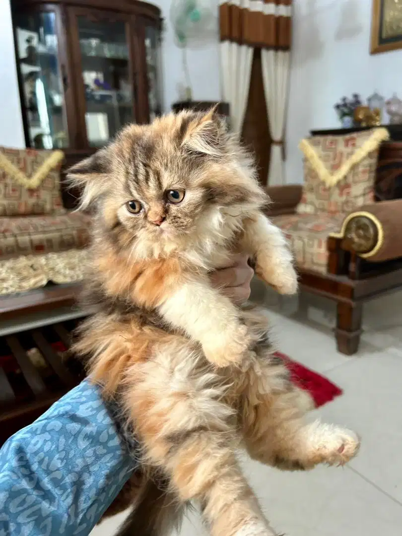 Kitten Persian Peaknose