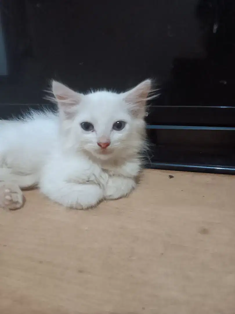 kitten jantan usia 3 bulan