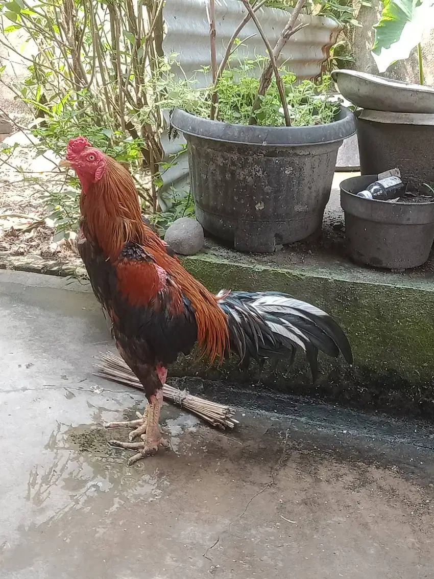 Dijual Pacek Ayam