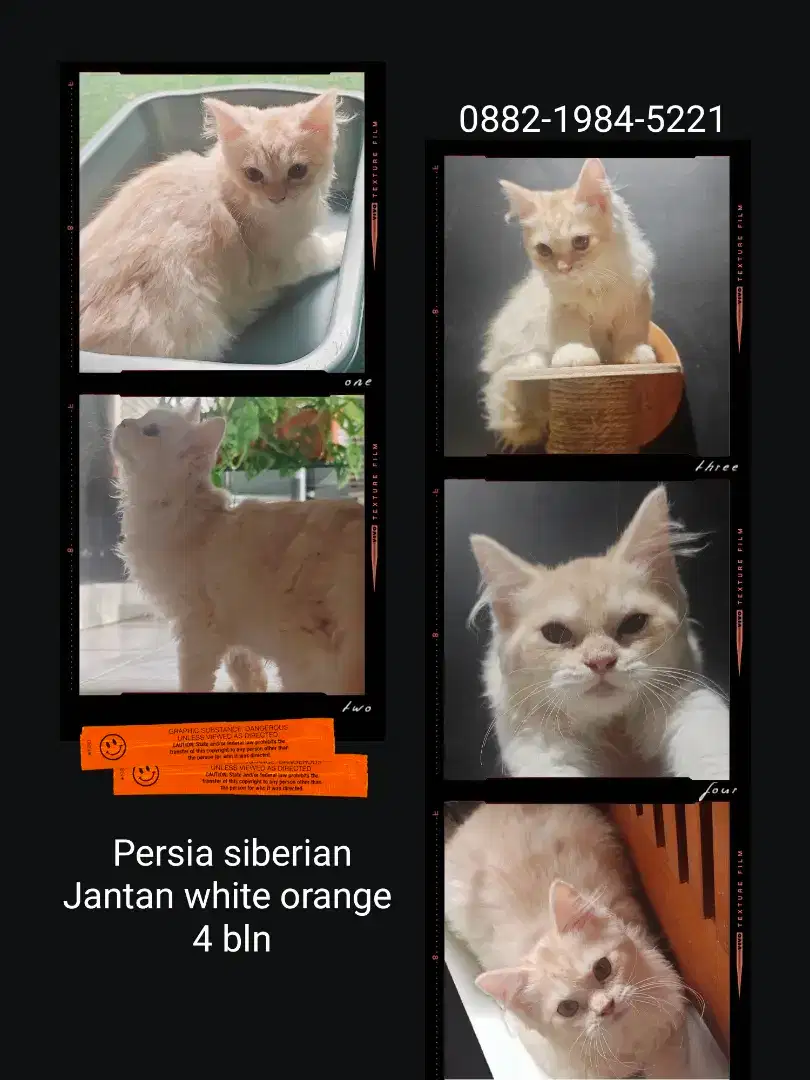 Persia siberian white orange