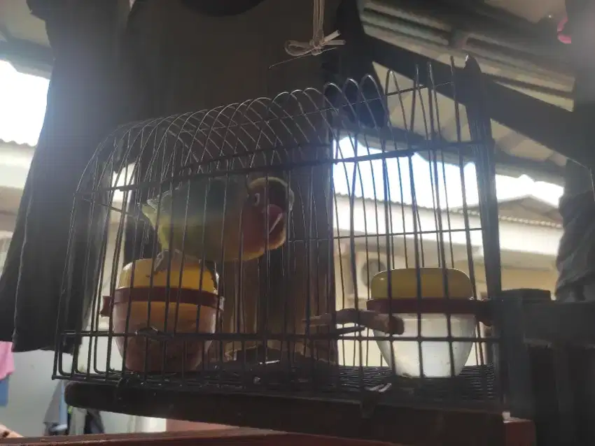 Burung love bird