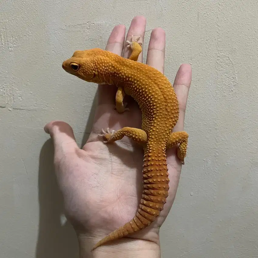 Gecko Sunglow Jantan