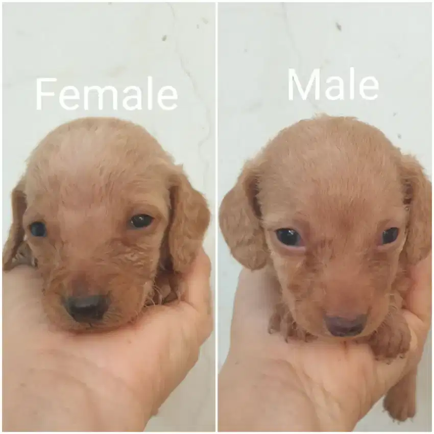 Mini Dachshund Puppy Cream Longhair