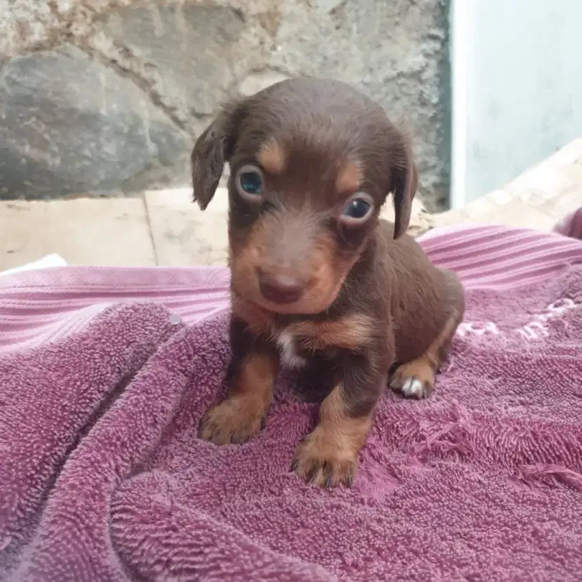 Dachshund Puppy Chocolate Tan, Betina