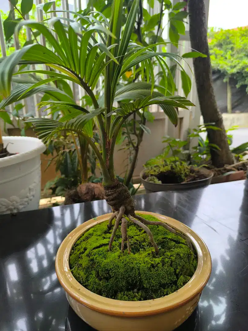 Bonsai Kelapa antik