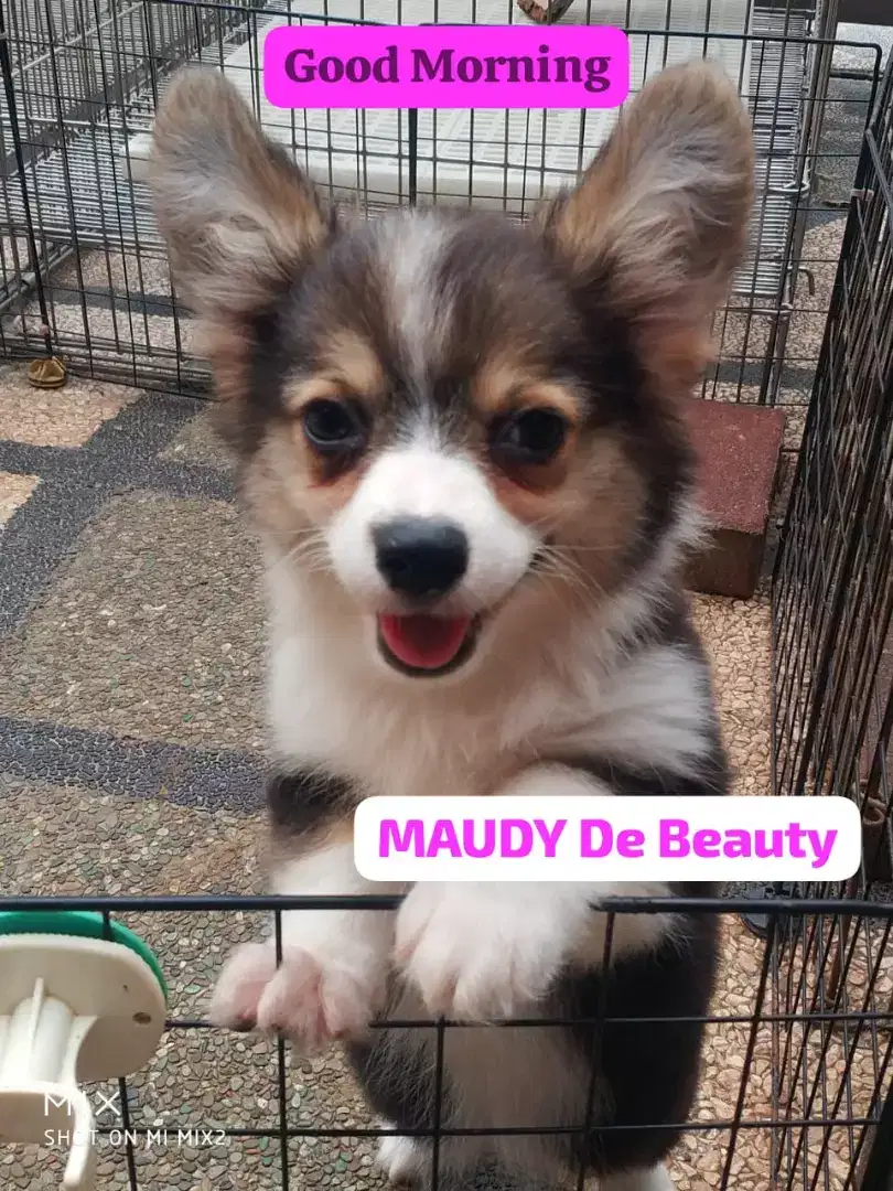 Jual anakan Corgi Betina Fluffy