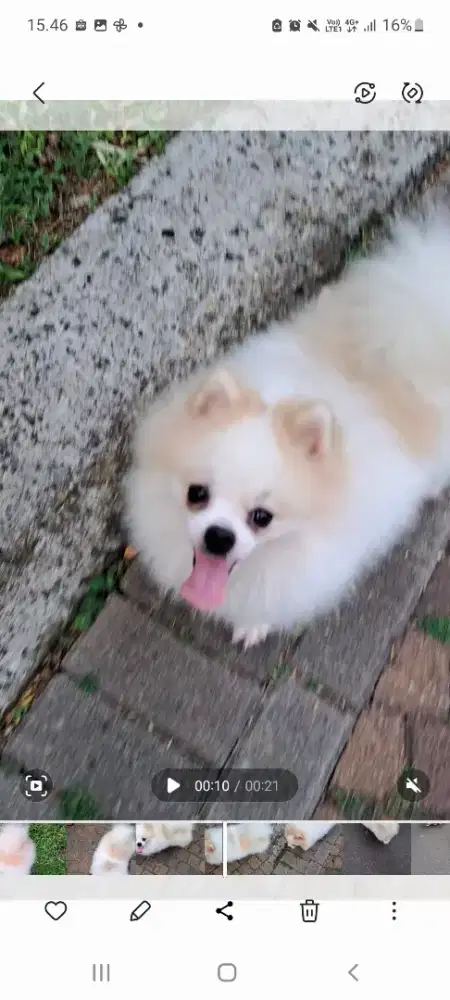 DIJUAL minipom / super minipom / Pomeranian  jantan stambum