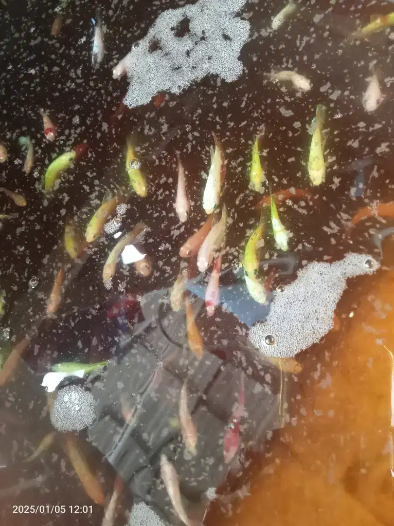 Ikan neon halfmoon satuan borongan