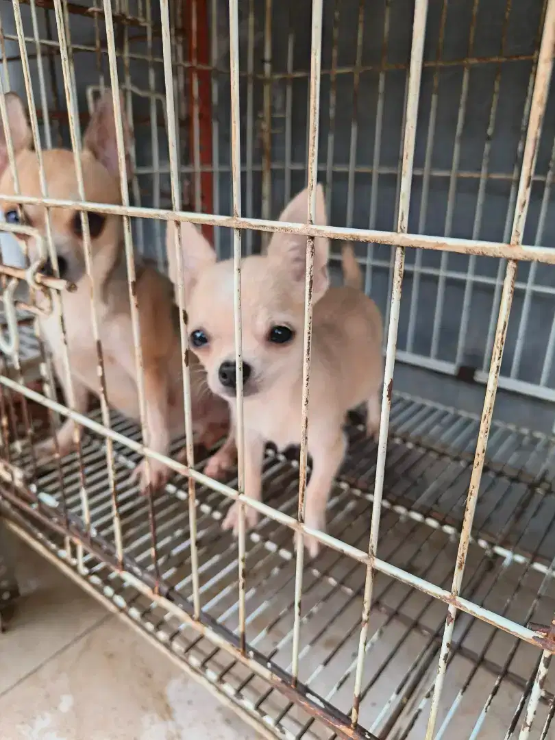 Anjing Chihuahua jantan