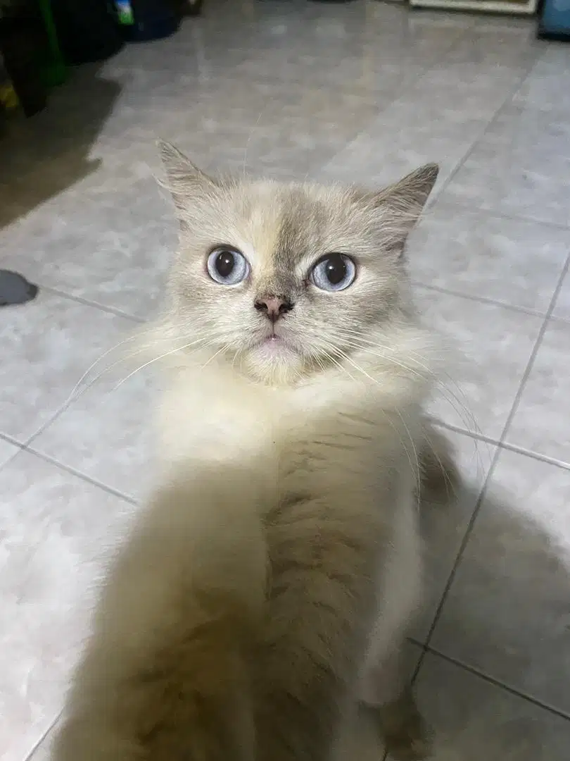 Kucing Persia Putih Betina