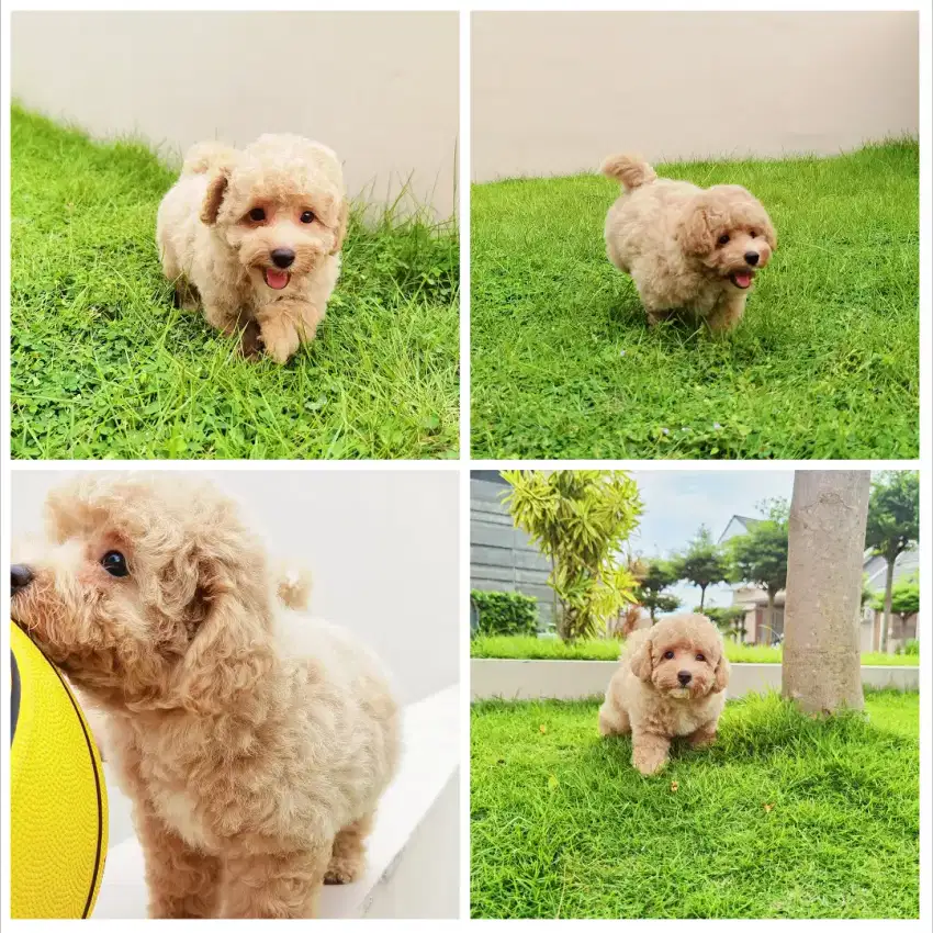 Toy poodle apricot miss mark