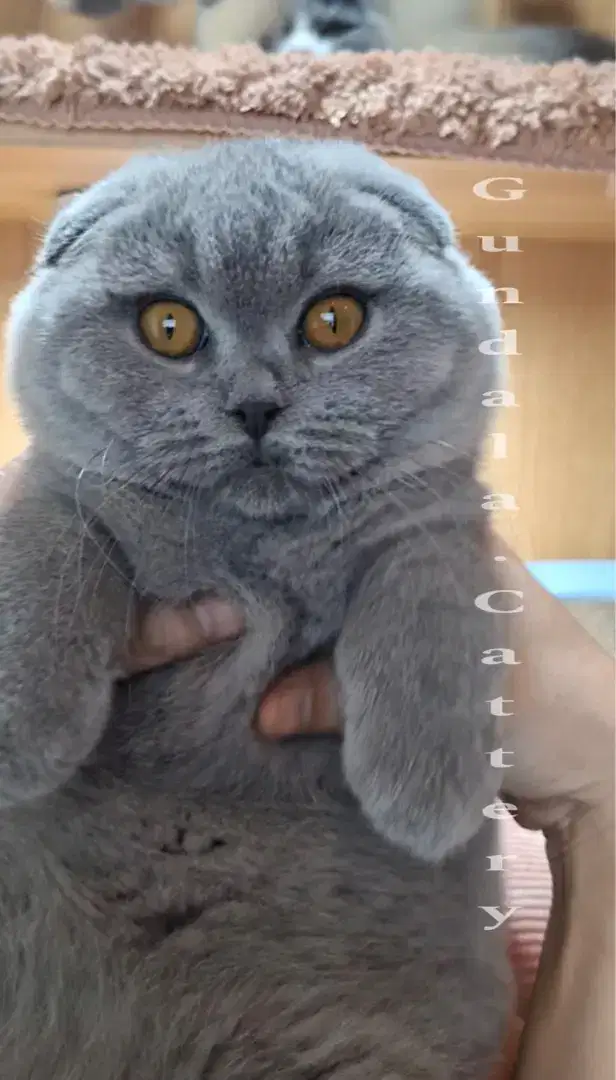 Kucing Scottish Fold