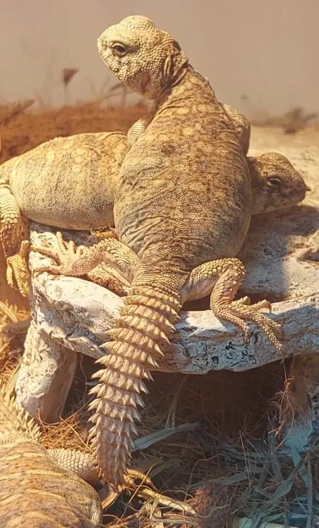 uromastyx ornate kadal ekor during (reptil exotic)