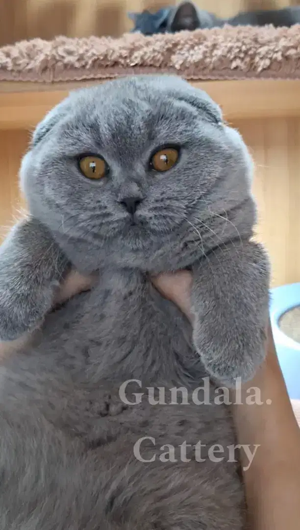 KUCING SCOTTISH FOLD LUCU