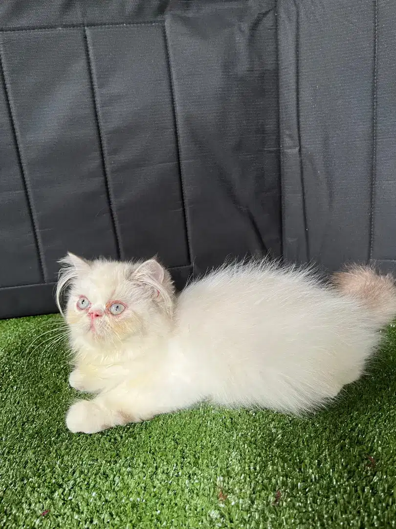 Kitten persia lucu