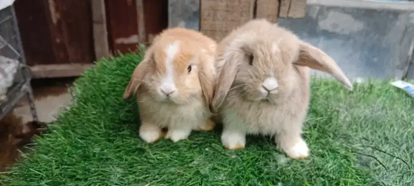 Sepasang kelinci holland lop vm