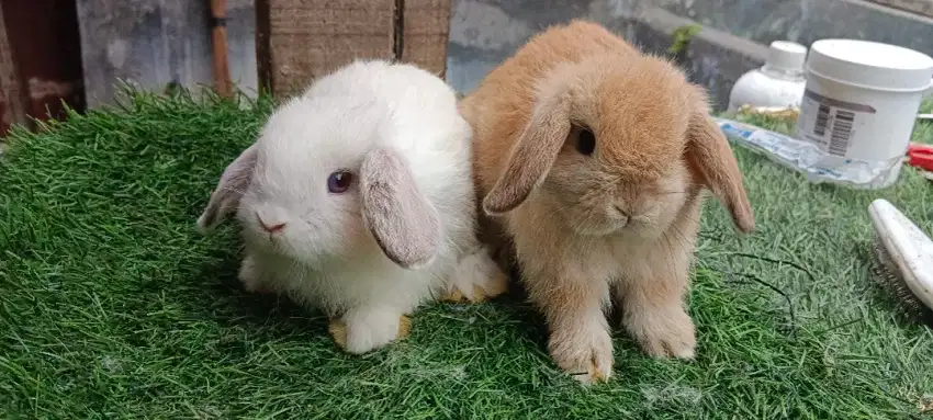 Anak kelinci holland lop sepasang