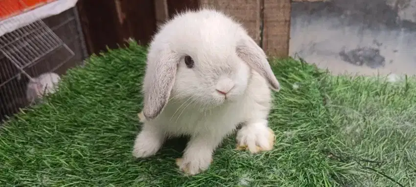 Jantan kelinci holland lop anak