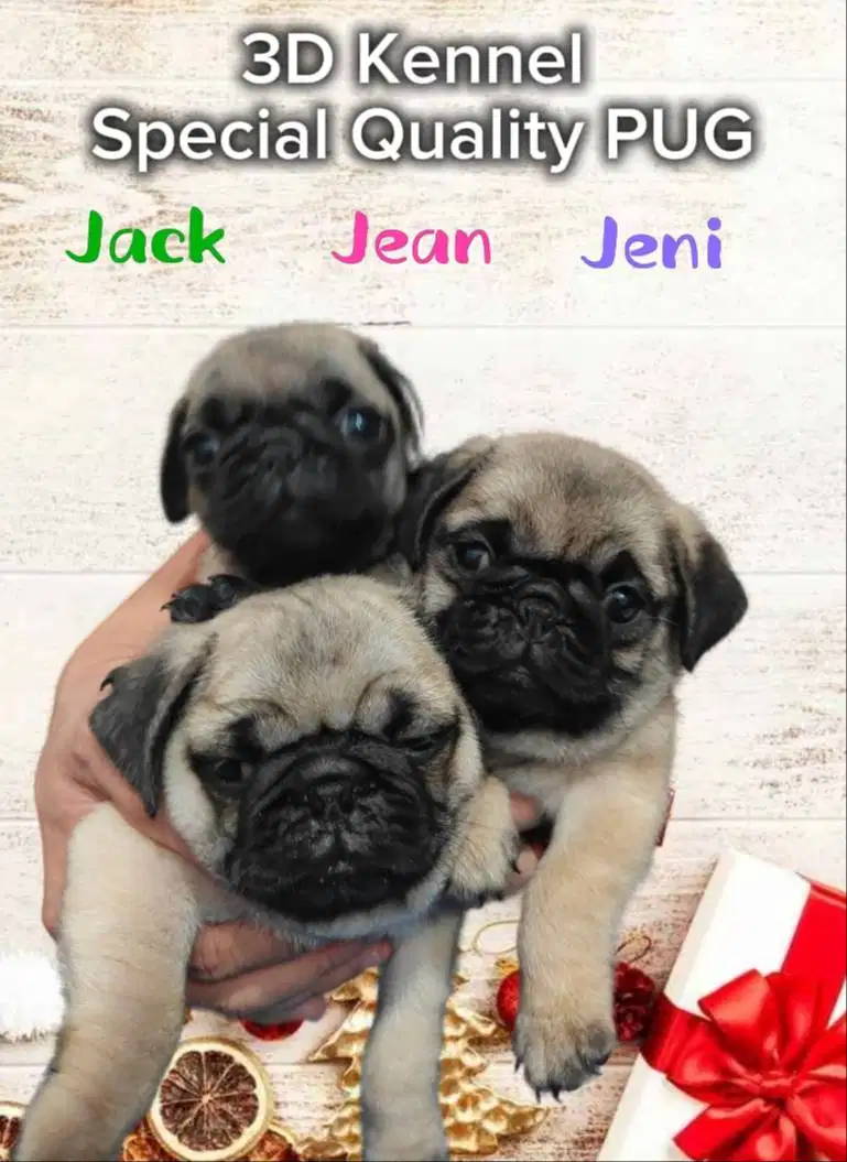 Jual Anak Anjing PUG puppies - Premium