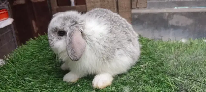 Anak kelinci holland lop jantan warna broken chinchila