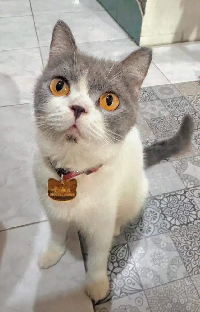 Kucing British short hair (BSH)