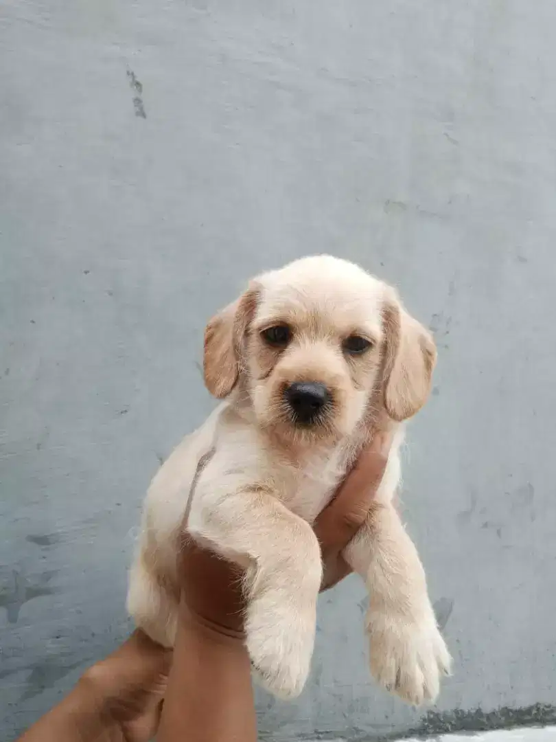 anjing mix golden