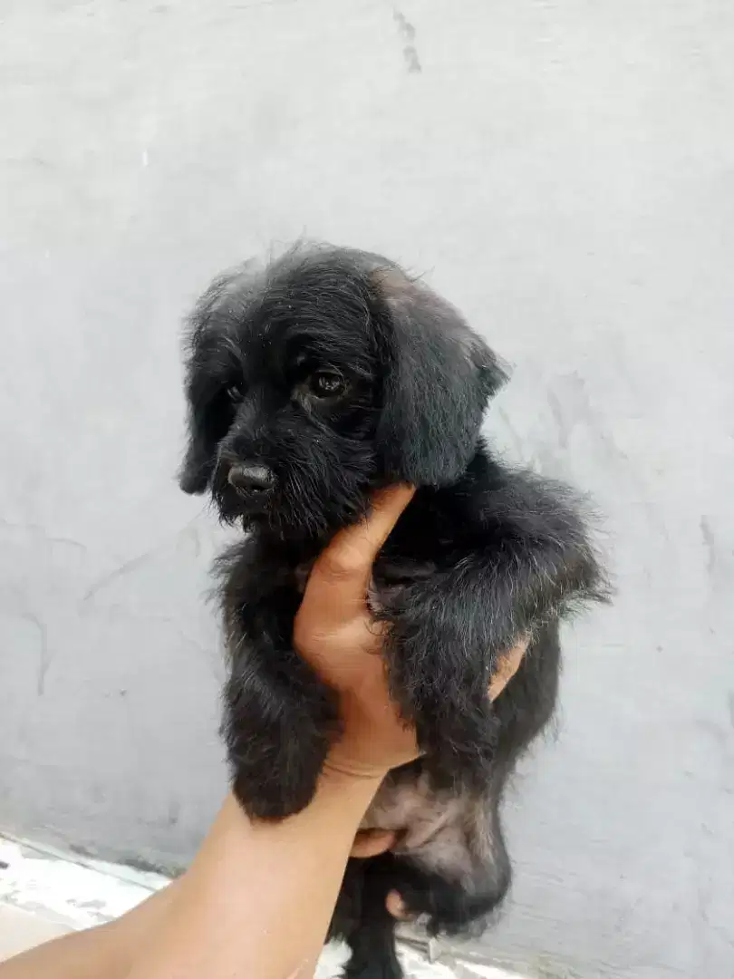 poodle mix schnauzer