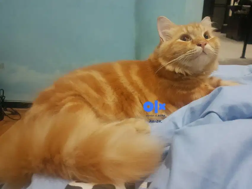 Kucing Persia Jantan Longhair Red Tabby Oyen Orange Steril 7 Bulan