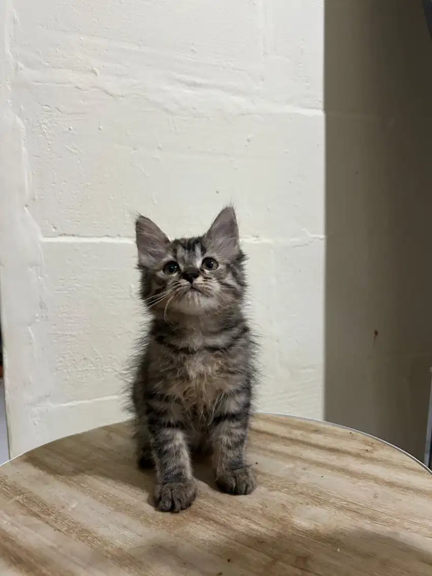 Pure mainecoon kitten