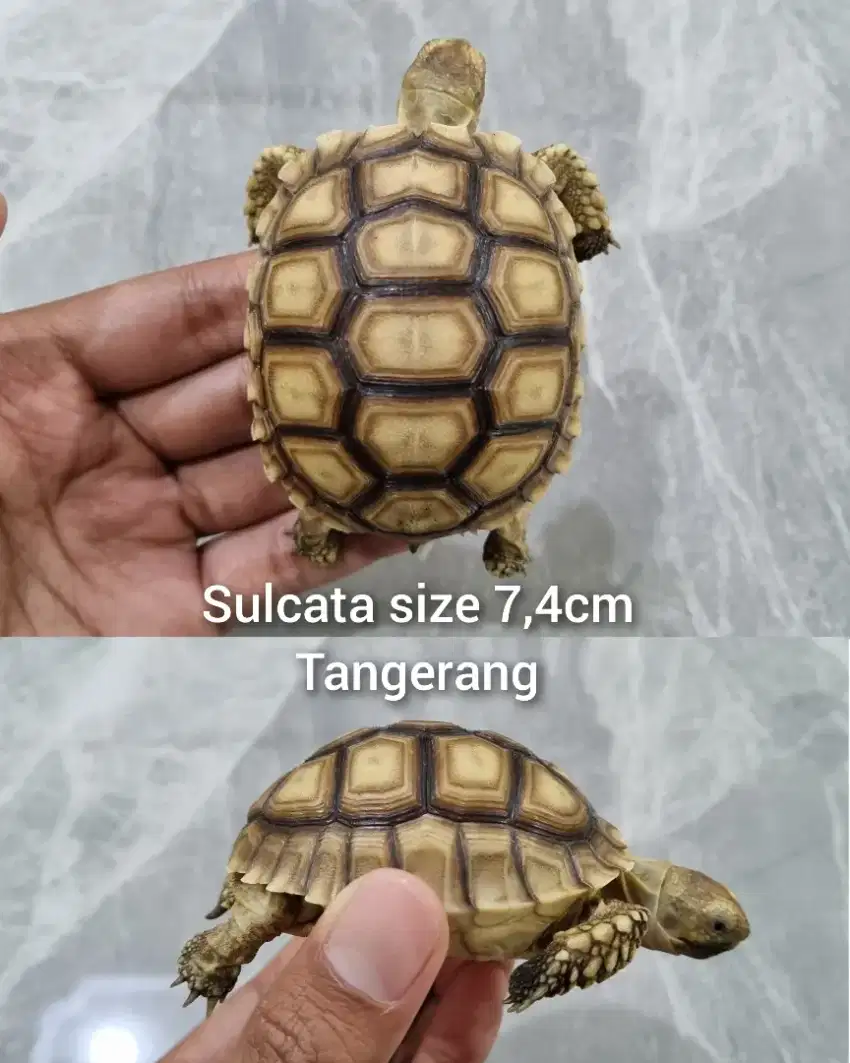 Sulcata kura-kura darat cakep