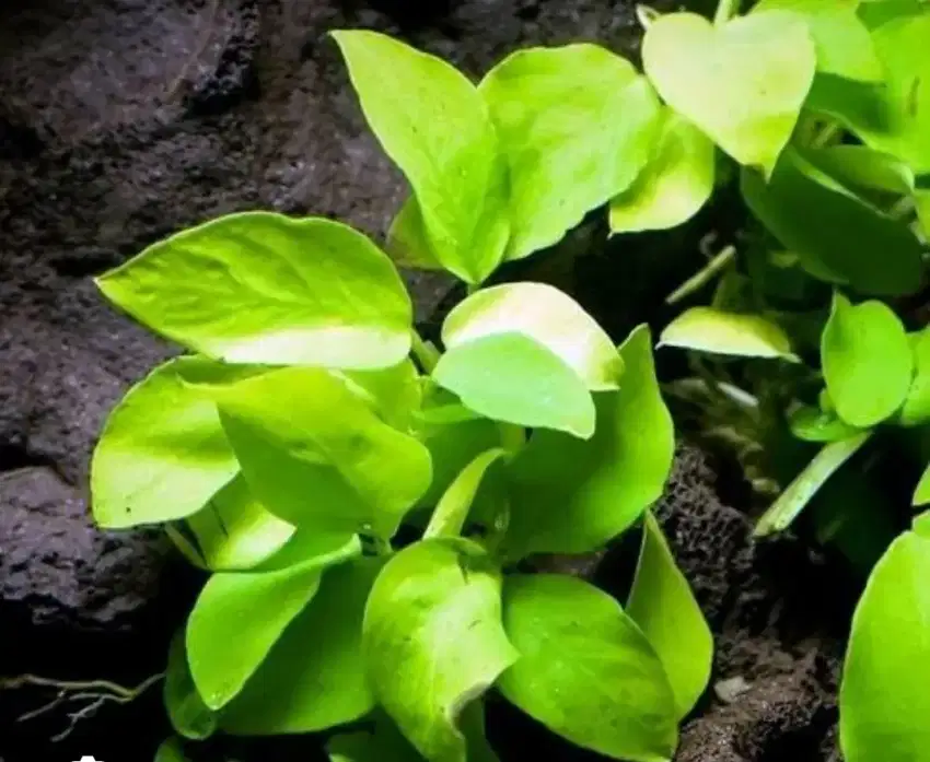 Anubias golden taneman buat di aquarium