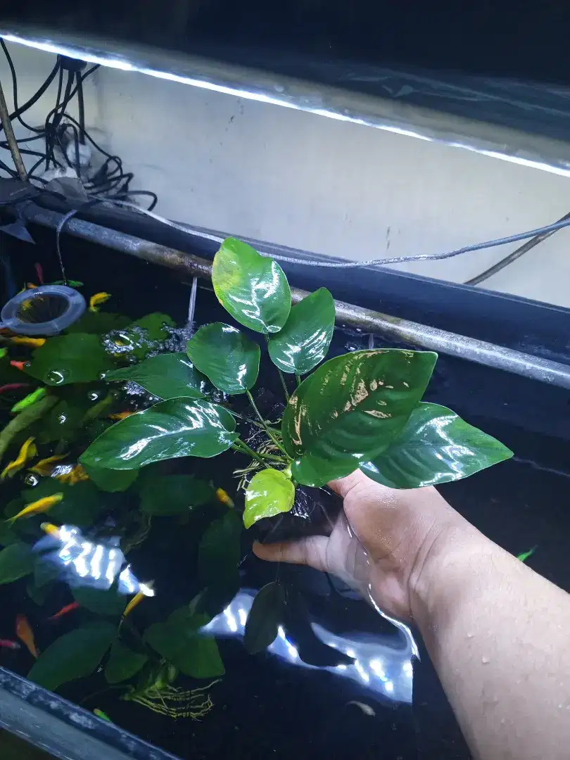 Anubias nana hiasan aquarium