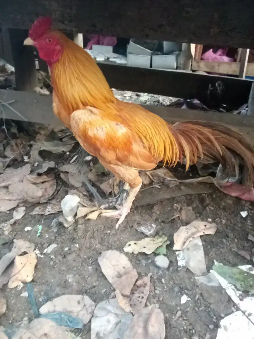 Dijual ayam jantan