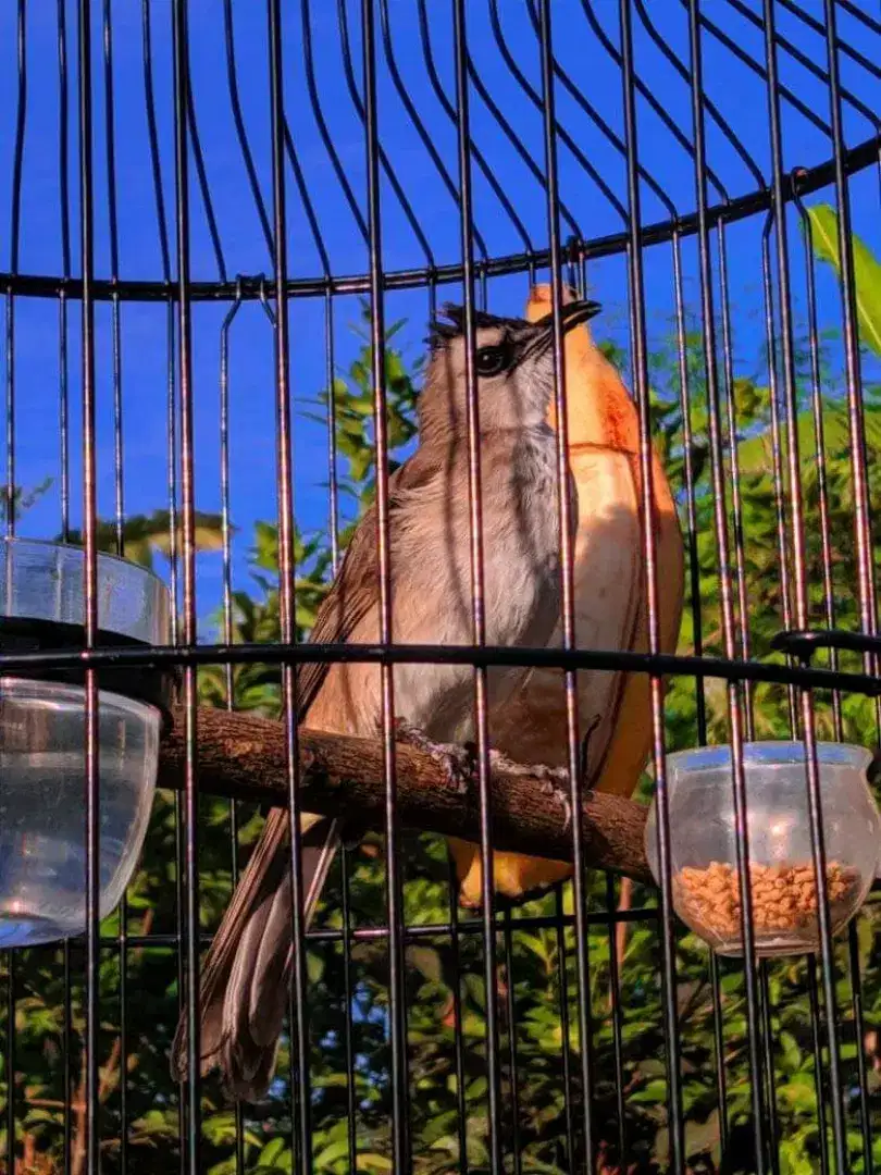 Burung terucuk gacor