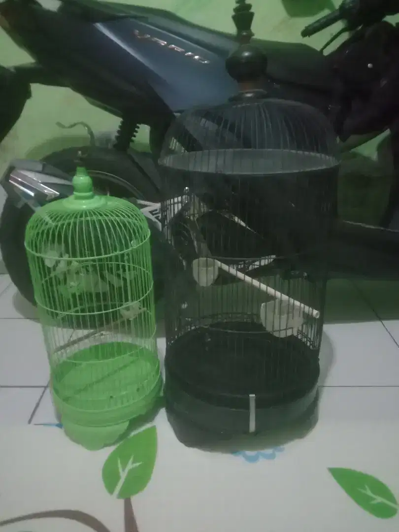 Kandang burung ukuran Lovebird dan konin