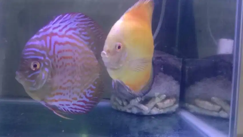 JUAL SEPASANG INDUKAN DISCUS | Leopard (Jantan) Yello Melon (Betina)